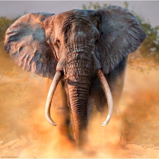 Puzzle de 1000 peças Heye Elephant