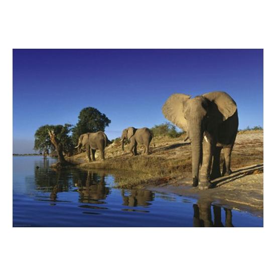 Puzzle Heye Thirsty Elephant 1000 peças