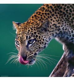 Puzzle de 1000 peças Heye Leopard
