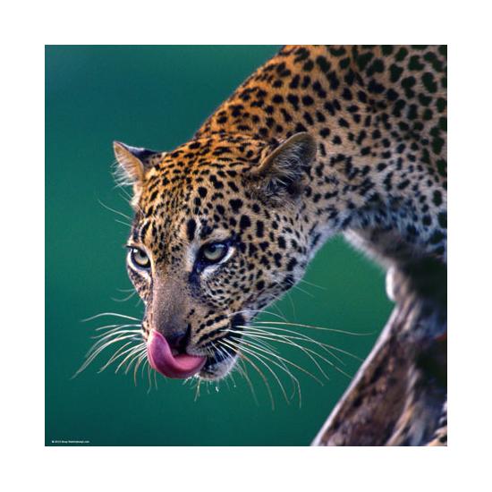 Puzzle de 1000 peças Heye Leopard