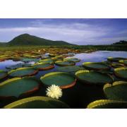 Heye Water Lilies Victoria Puzzle 1000 Peças