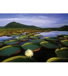 Heye Water Lilies Victoria Puzzle 1000 Peças