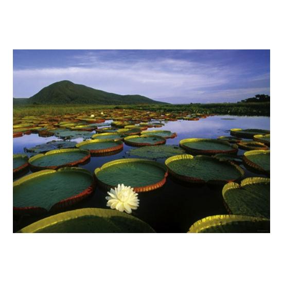 Heye Water Lilies Victoria Puzzle 1000 Peças