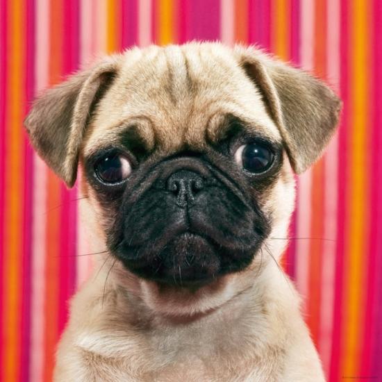 Heye Pequinês Puzzle de 1000 peças