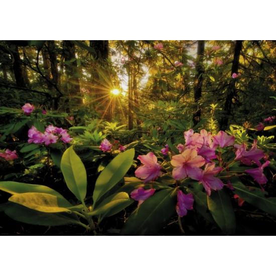 Puzzle Heye Sunbeams in the Forest 2000 peças