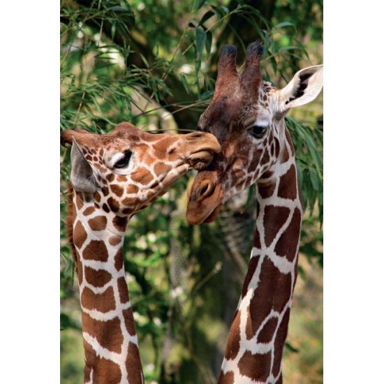 Artis Zoo Giraffes Puzzle Jumbo, Asmterdam 1000 Peças