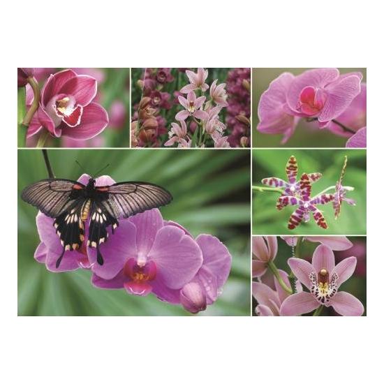 Puzzle Jumbo Orquídeas 1000 Peças