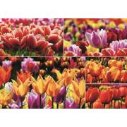 Puzzle Jumbo Tulipas Holandesas de 1.000 Peças