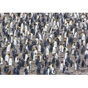 Puzzle Magnolia Colônia de Pinguins Rei de 1500 Peças