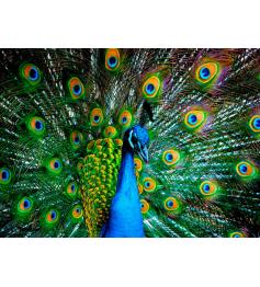 Puzzle Nova de pavão 1000 peças