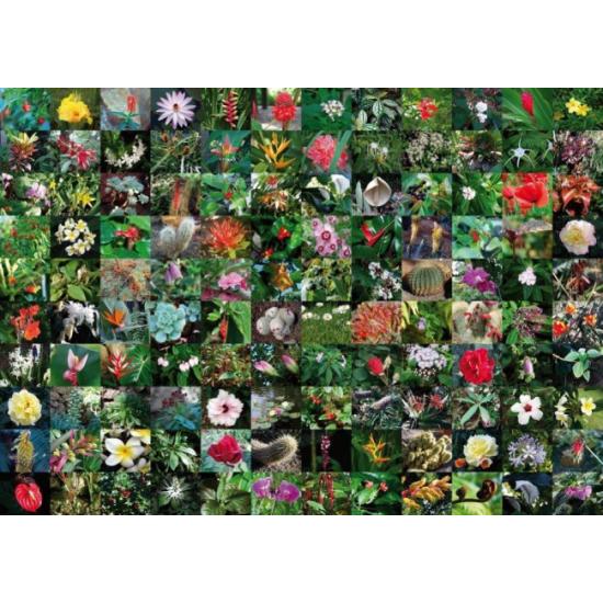 Puzzle Piatnik Colagem de Flores 1000 Peças