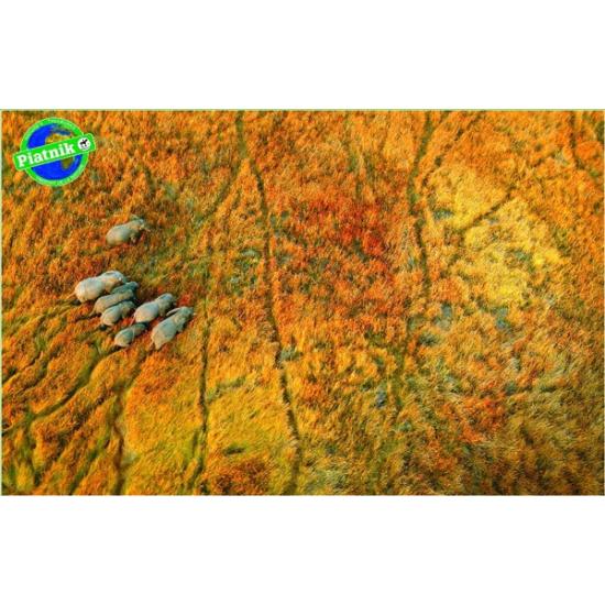 Puzzle Piatnik Elefantes na Estrada 1000 Peças