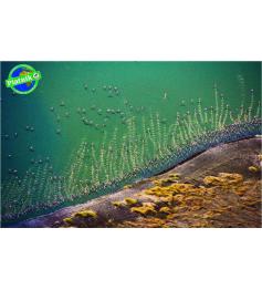 Puzzle Piatnik Flamingos Voadores 1000 Peças
