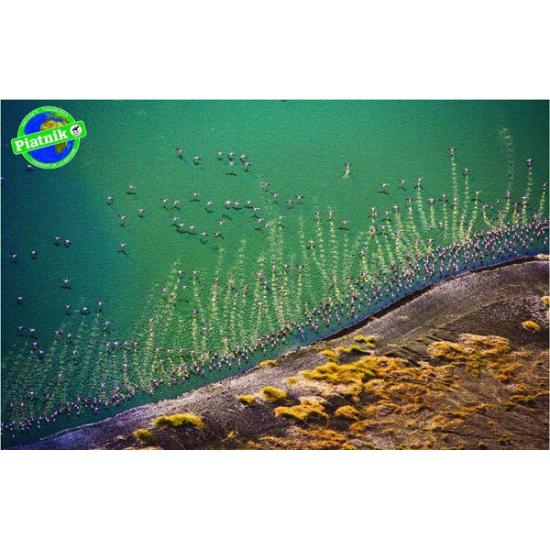 Puzzle Piatnik Flamingos Voadores 1000 Peças