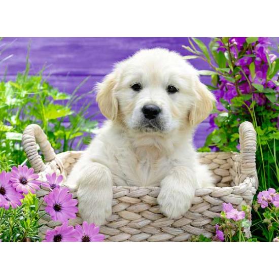 Puzzle Ravensburger Puppy Golden Retriev 500 peças