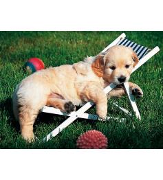 Cachorros Golden Retriever Ravensburger Puzzle 500 peças