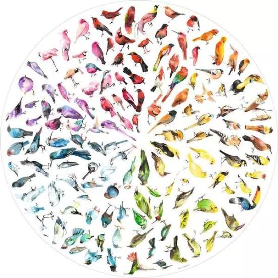 Puzzle  Ravensburger Circular Pássaros de 500 Peças
