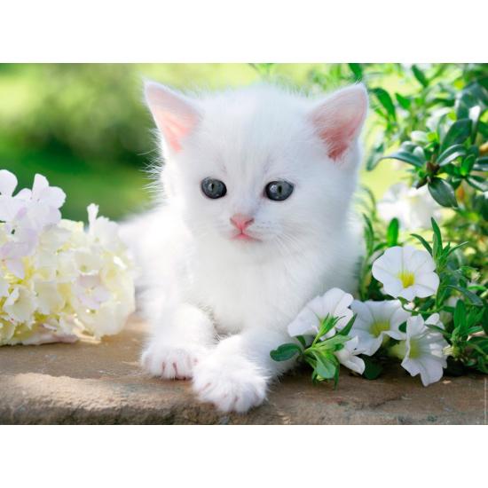 Puzzle Ravensburger White Kitten 1500 peças