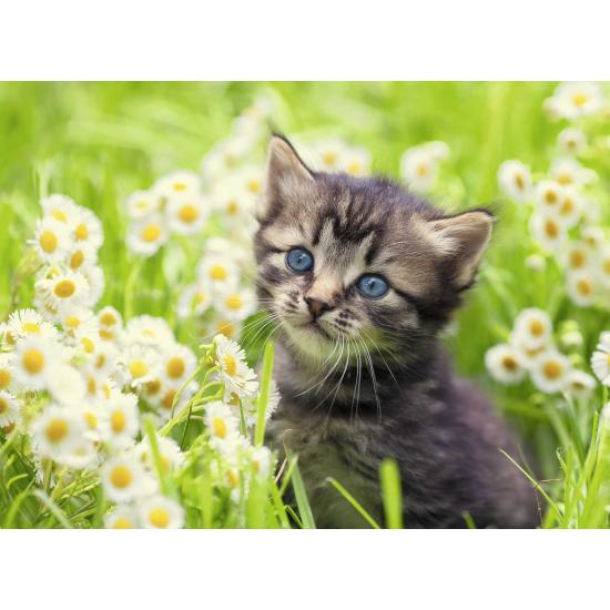 Puzzle Ravensburger Gatinho no Prado de 500 Peças