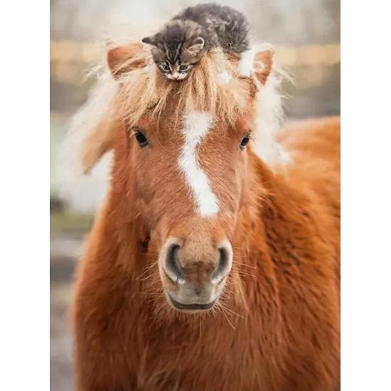 Puzzle Ravensburger Pequeno Cavaleiro Gatinho 500 Peças