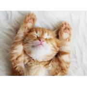 Puzzle Ravensburger Gatinho Sonhador 500 Peças