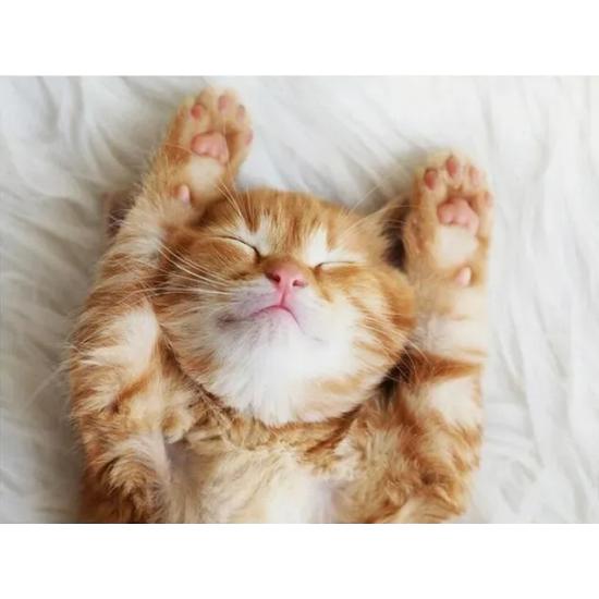 Puzzle Ravensburger Gatinho Sonhador 500 Peças