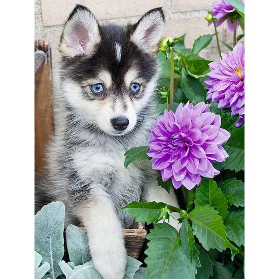 Puzzle Ravensburger fofo Husky 500 peças XXL