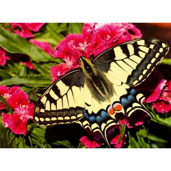 Puzzle Ravensburger Borboleta 500 Peças