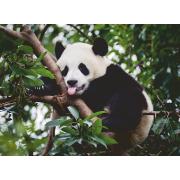 Puzzle Ravensburger Urso Panda de 500 peças