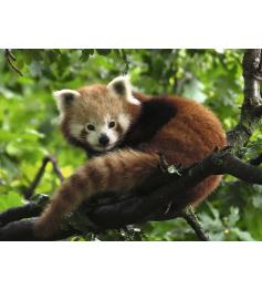 Puzzle Ravensburger Panda Vermelho 500 Peças