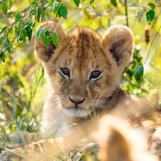 Puzzle Ravensburger Panda, Tigre e Leão de 3x49 Peças