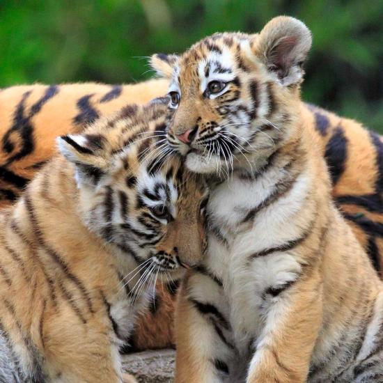 Puzzle Ravensburger Panda, Tigre e Leão de 3x49 Peças