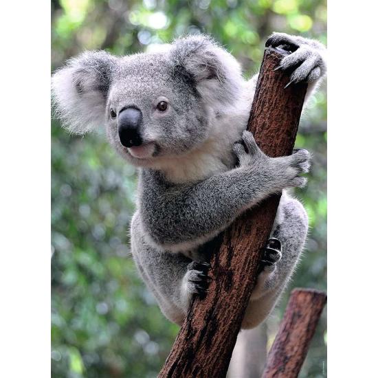 Puzzle Ravensburger Panda e Koala de 2x500 peças