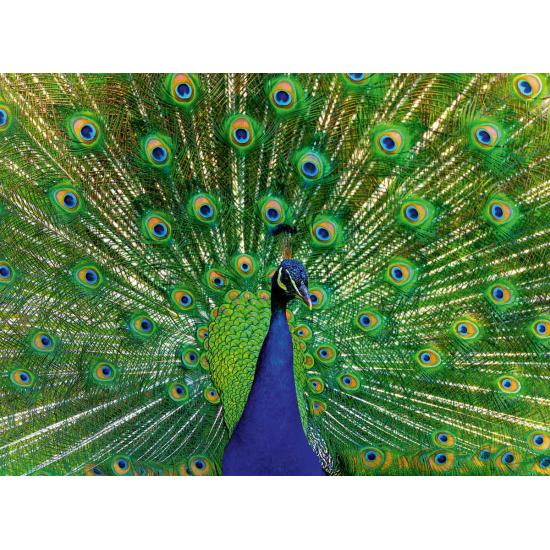 Puzzle Ravensburger Pavão 500 peças Puzzle Ravensburger Pavão 500 peças
