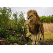 Puzzle Ravensburger King of Lions 1000 peças