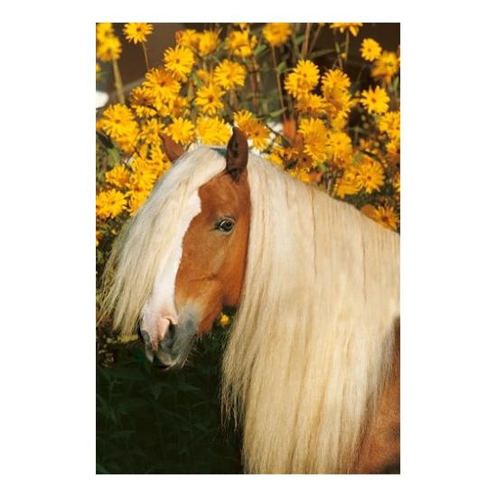 Puzzle Schmidt Amadeus de 500 peças