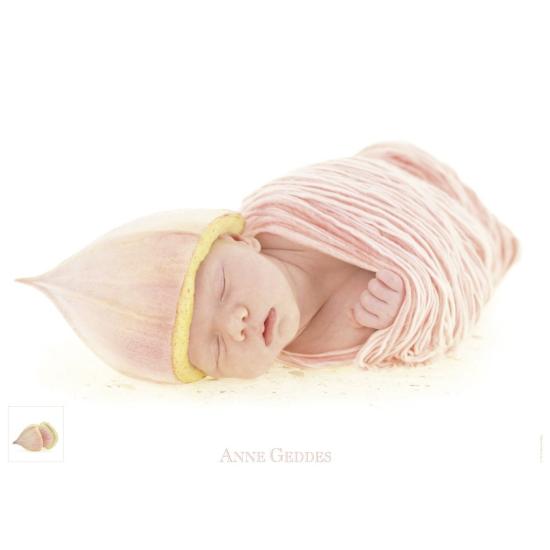 Puzzle Schmidt Eucalipto de 1000 Peças