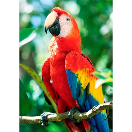 Puzzle Trefl Ara Macau, Honduras de 1000 peças