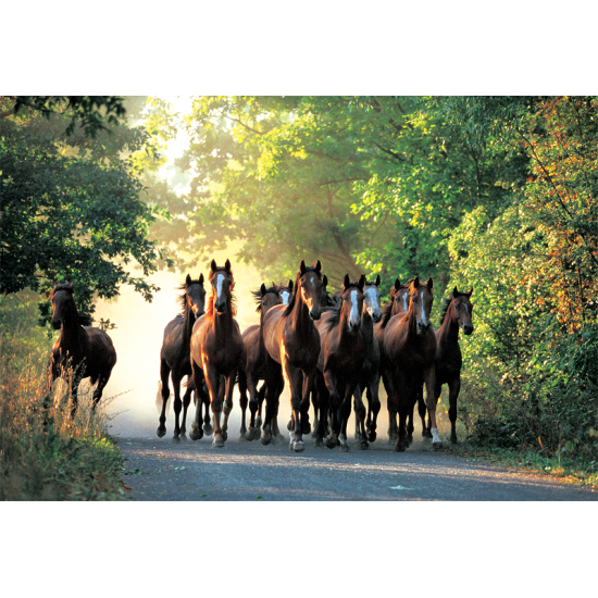 Cavalos Galopantes Trefl Puzzle 1000 Peças
