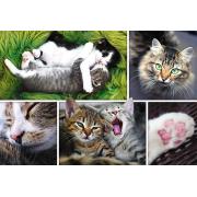 Puzzle Trefl Coisas de Gatos de 1500 Peças