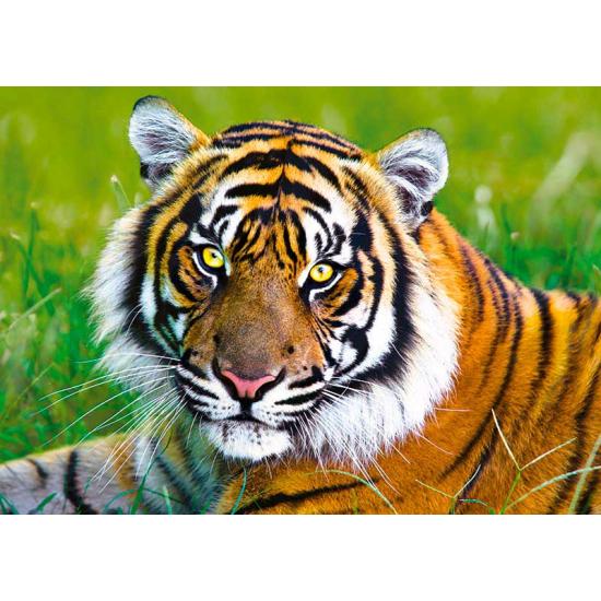 Puzzle Trefl O tigre de 500 peças