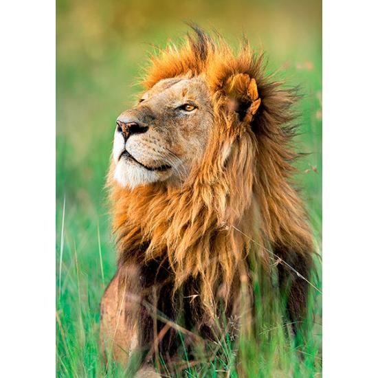 Puzzle Trefl Lion, O Rei da Selva 1000 Peças
