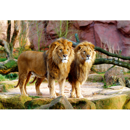 Puzzle Trefl Lions de 1500 peças