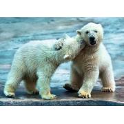 Puzzle Trefl Ursos Polares de 500 Peças