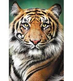 Puzzle Trefl Retrato de um Tigre de 1500 Peças