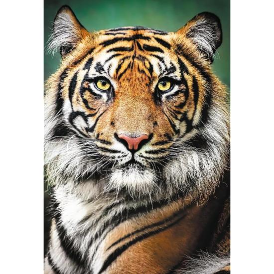 Puzzle Trefl Retrato de um Tigre de 1500 Peças