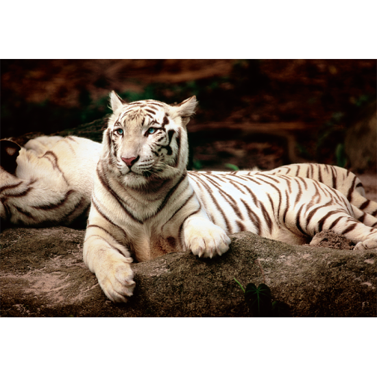 Trefl Puzzle Tigres de Bengala Branco 1500 Peças